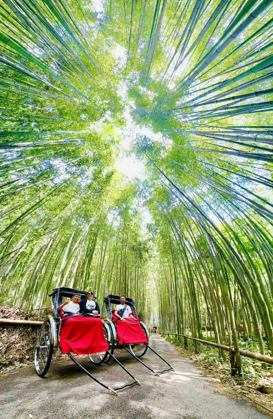 Guests riding rickshaws through the Arashiyama bamboo grove