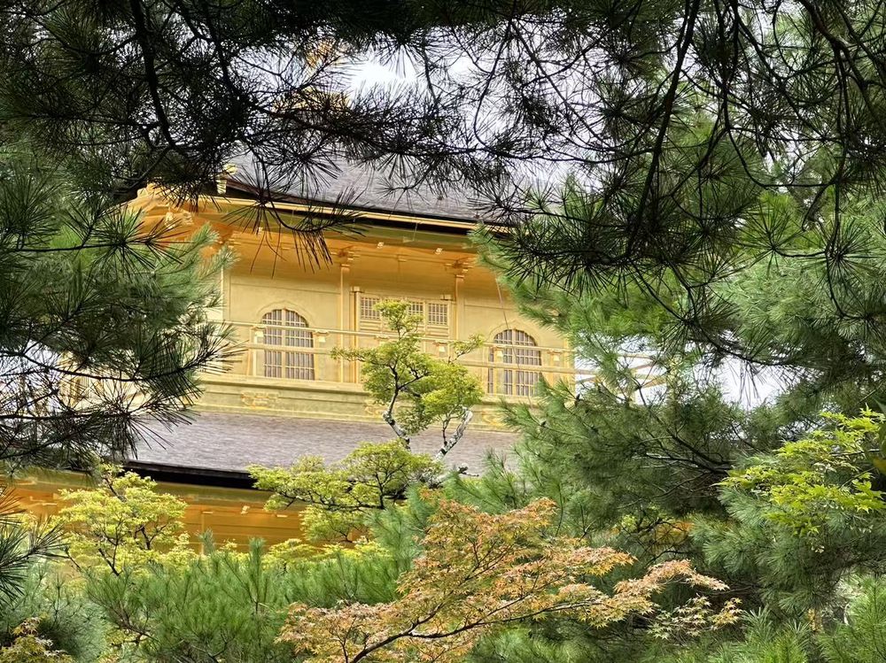 Kinkaku-ji, the Golden Pavilion, seen through pine branches